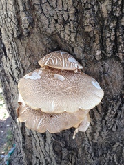Basidiomycota