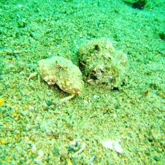 Calappa gallus