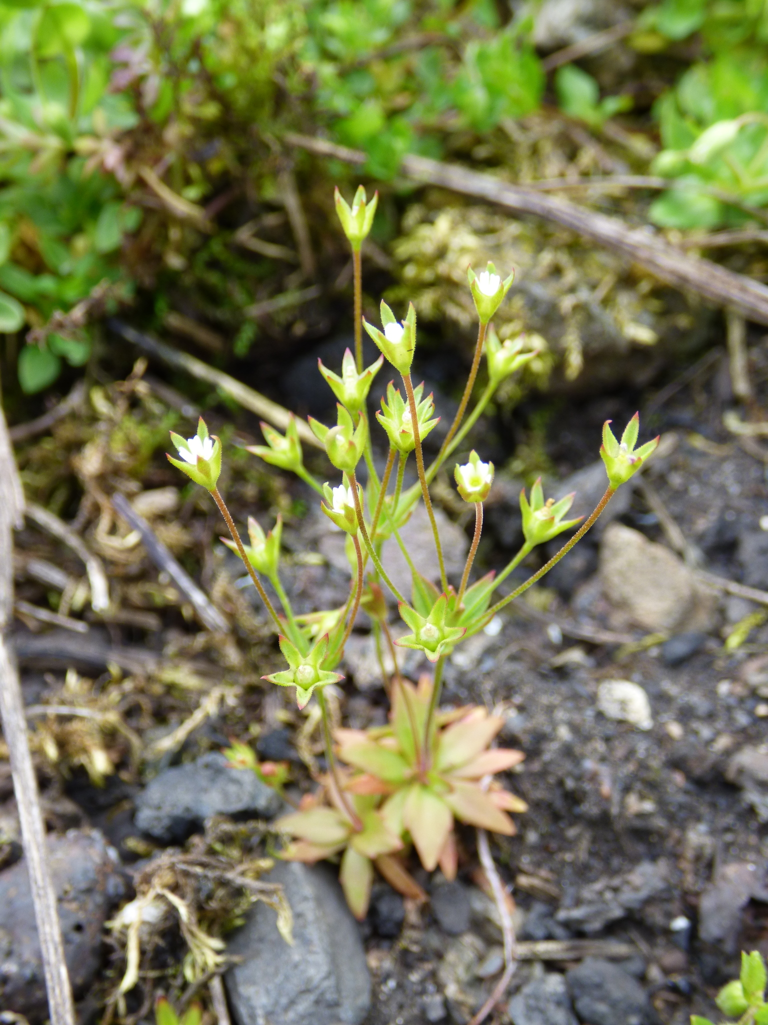 Androsace elongata