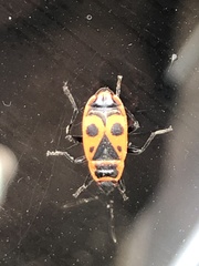 Pyrrhocoris apterus