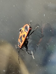 Pyrrhocoris apterus