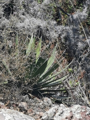 Agave albomarginata