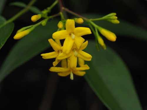 East-Himalayan Yellow Jasmine (Chrysojasminum subhumile)