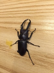 Prosopocoilus gracilis