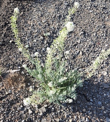 Dimorphocarpa wislizeni