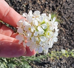 Dimorphocarpa wislizeni