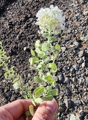 Dimorphocarpa wislizeni