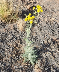 Hymenopappus flavescens