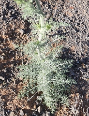 Hymenopappus flavescens