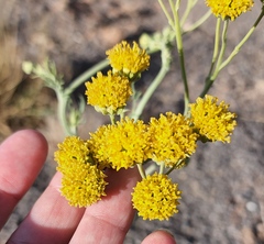 Hymenopappus flavescens