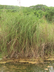 Cladium mariscus mariscus