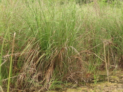 Cladium mariscus mariscus