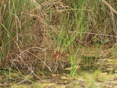 Cladium mariscus mariscus