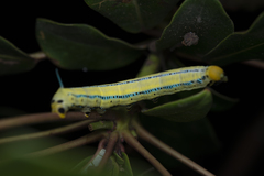 Macroglossum passalus
