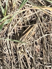 Pardalophora apiculata