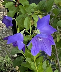 Platycodon