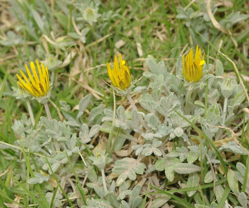 Gazania rigens image