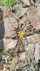 Gagea granulosa