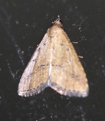 Madope auferens