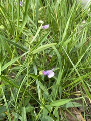 Vicia bithynica