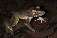 Limnonectes blythii