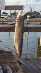 Carcharhinus brevipinna