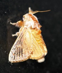 Pseudanapaea denotata