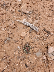 Pediocactus despainii