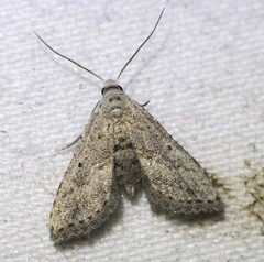 Araeopteron canescens