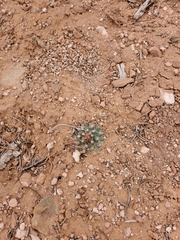 Pediocactus despainii