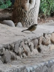 Turdus grayi