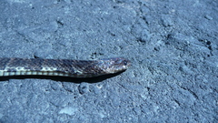 Atractus major