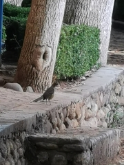 Turdus grayi