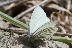 Pieris angelika