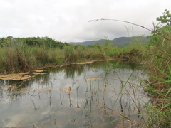 Cladium mariscus mariscus