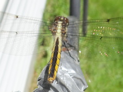 Libellula incesta