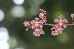 Trichocentrum oerstedii