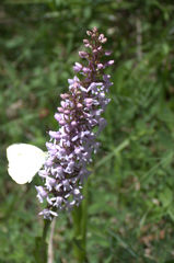 Gymnadenia
