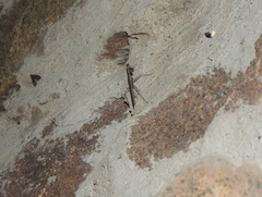 Musoniella