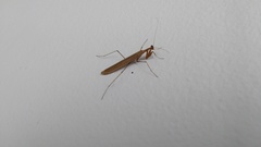 Musoniella