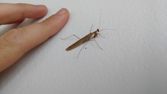 Musoniella