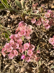 Limonium peregrinum