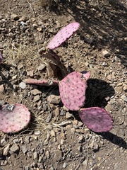 Opuntia azurea