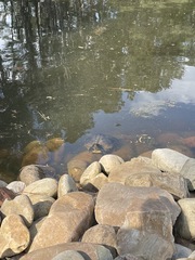 Trachemys scripta scripta