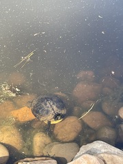 Trachemys scripta scripta