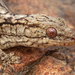 Wahlberg's Velvet Gecko - Photo (c) Gus Benson, some rights reserved (CC BY-NC), uploaded by Gus Benson
