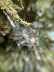 Theridiosoma