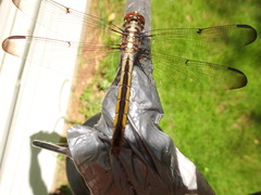 Libellula incesta