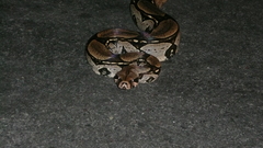 Boa constrictor constrictor