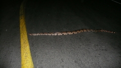 Boa constrictor constrictor